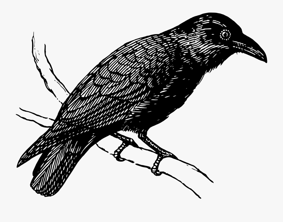 Big Image Png - Raven On A Branch, Transparent Clipart