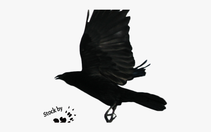 Drawn Raven Flying - Flying Raven Clipart, Transparent Clipart
