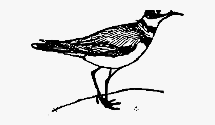 Raven Clipart Line Art - Bird Black And White, Transparent Clipart