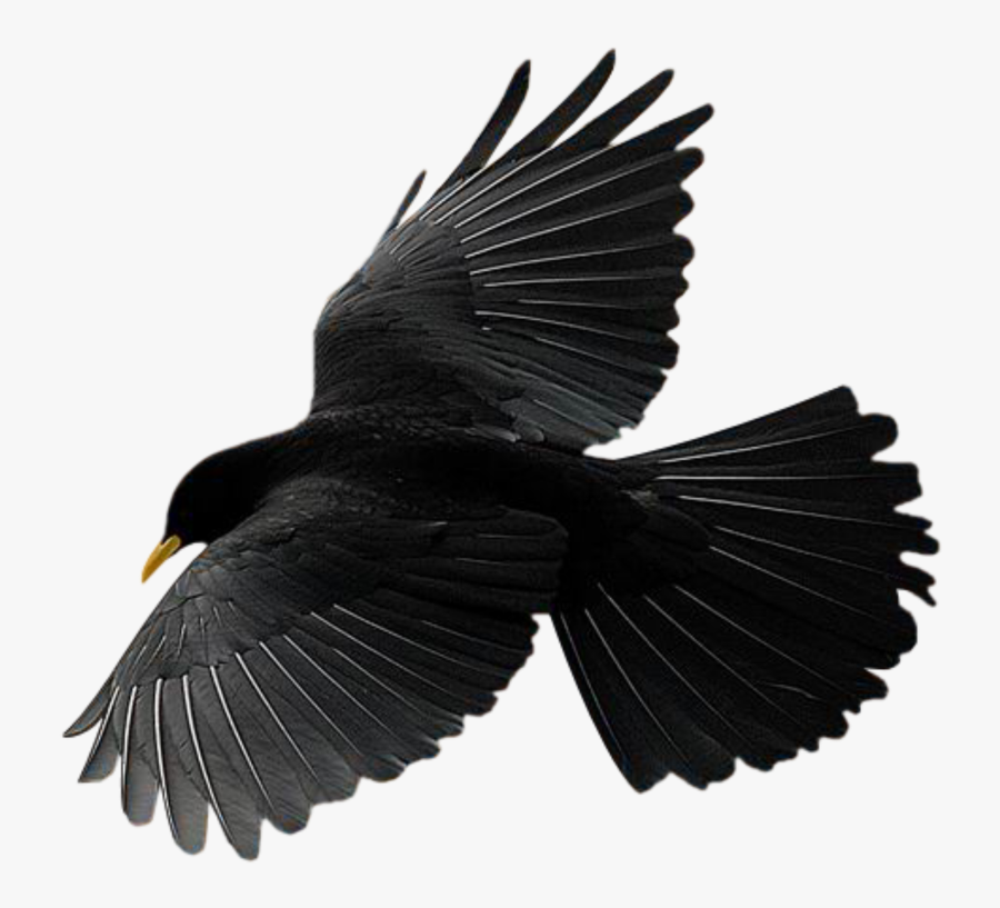 #bird #raven #crow #flying #freetoedit - Burung Gagak Hitam Gambar Logo Kepala Gagak, Transparent Clipart