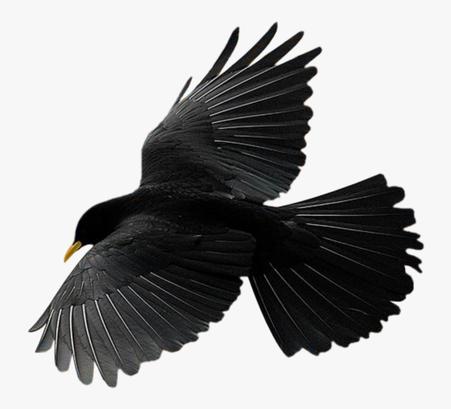 Bird Raven Crow Flying Freetoedit Burung Gagak Hitam Gambar