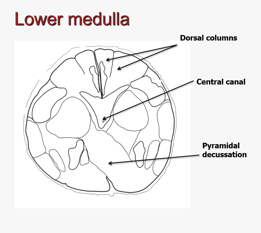 Sketch, Transparent Clipart