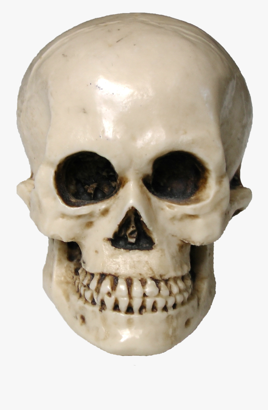 Skull Png - Skull Public Domain , Free Transparent Clipart - ClipartKey