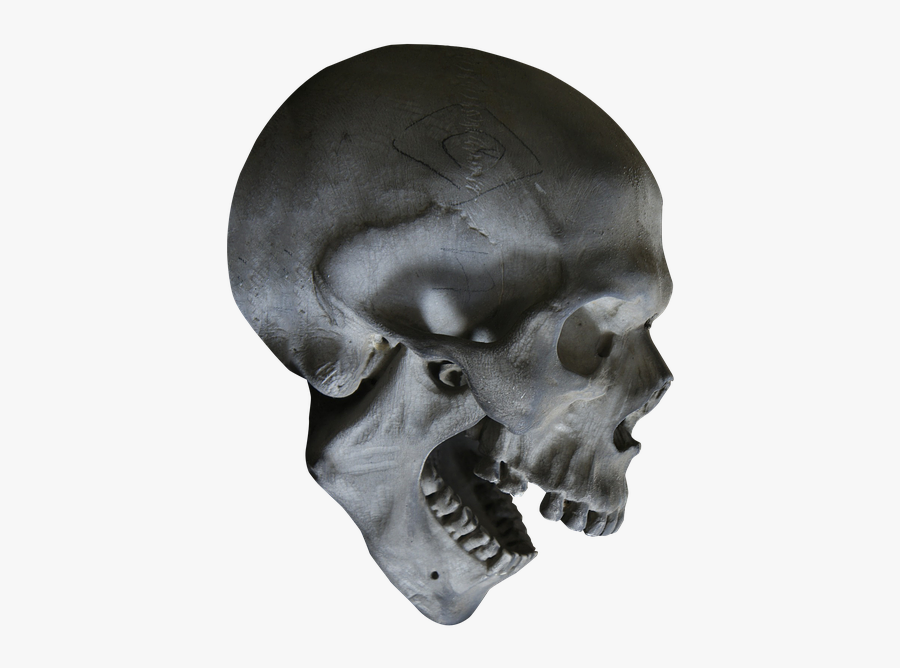 Skeleton Head Png - Skull Transparent, Transparent Clipart