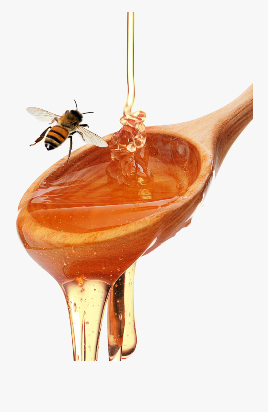 Honey Spoon - Honeybee - Honeybee, Transparent Clipart