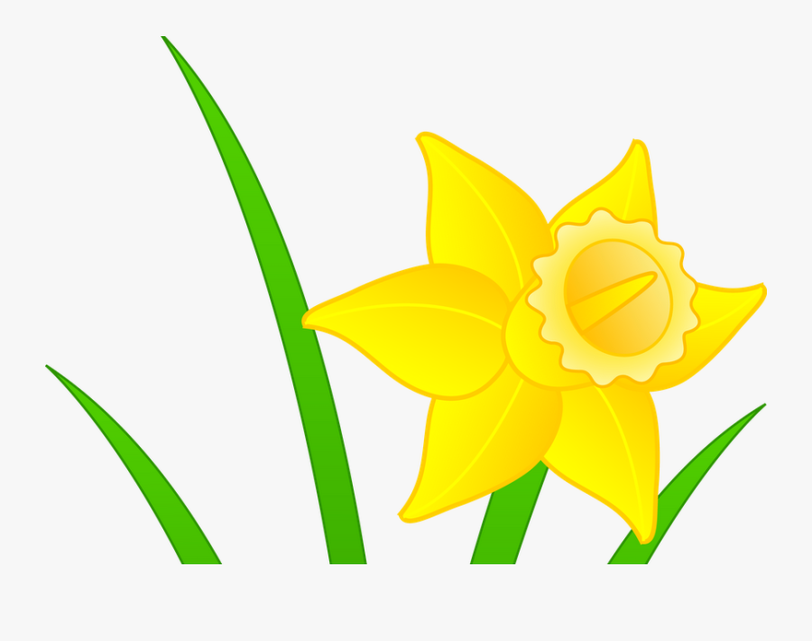 Daffodils Clipart, Transparent Clipart
