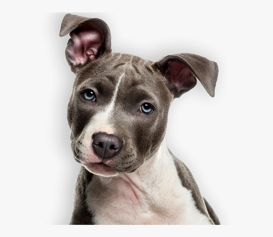 Transparent Papillon Dog Clipart - Pit Bull Puppy Transparent Background, Transparent Clipart