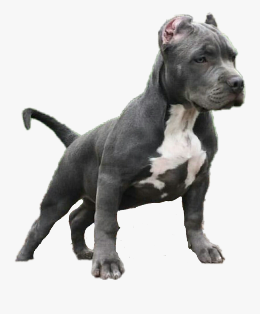 #animal #dog #pitbull #sticker - Cordoba Fighting Dog, Transparent Clipart