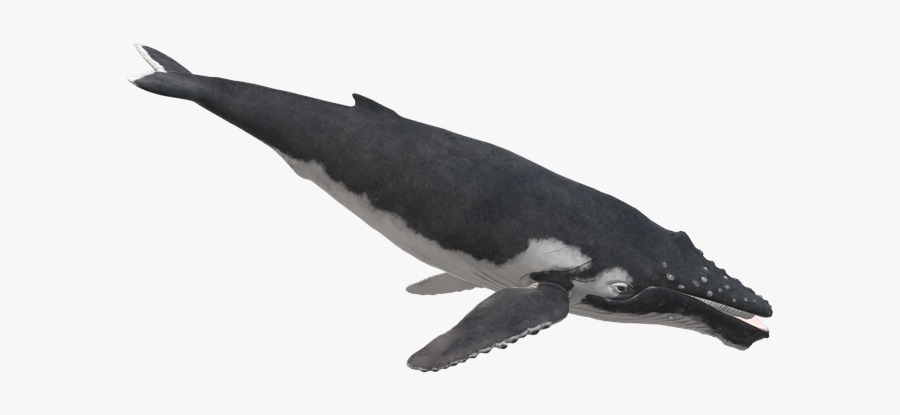 Marine Mammal,cetacea,humpback Whale,animal Whale,killer - Thick-billed Murre, Transparent Clipart