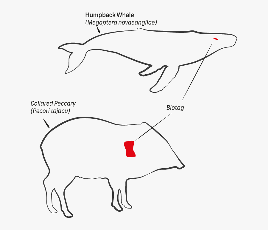 Line Art, Transparent Clipart