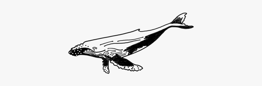 Humpback Whale, Transparent Clipart