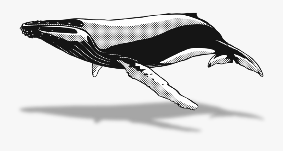 Blue Whale, Transparent Clipart