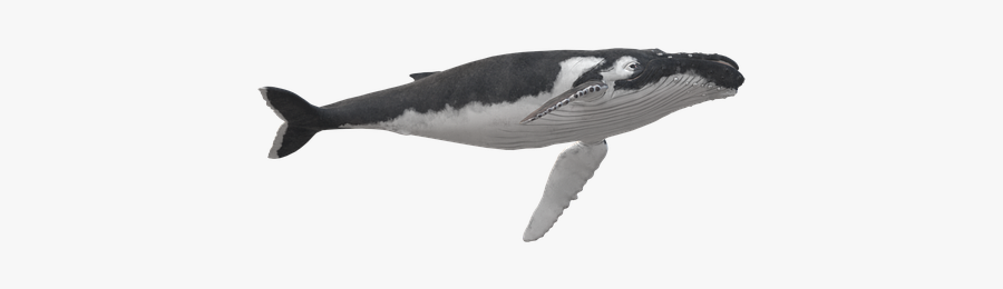 Killer Whale, Transparent Clipart