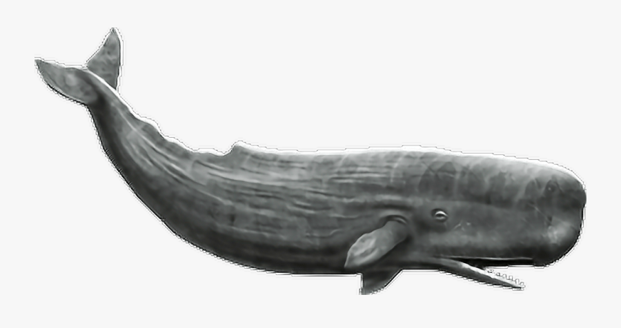 #whale #fish #ocean #sperm #spermwhale #sea #memezasf - Sperm Whale No Background, Transparent Clipart