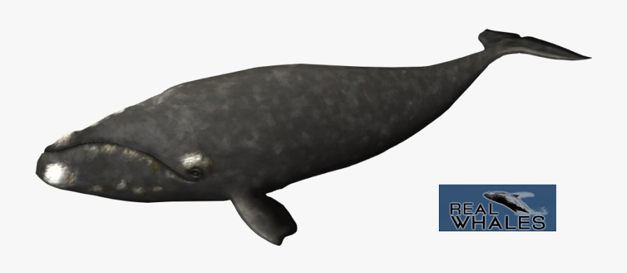 Transparent Whale Right - Humpback Whale, Transparent Clipart