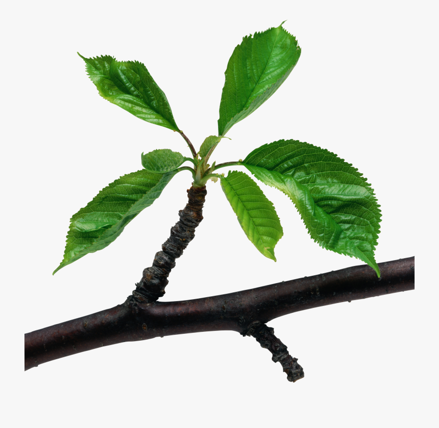 Branch - Leaf On A Branch, Transparent Clipart