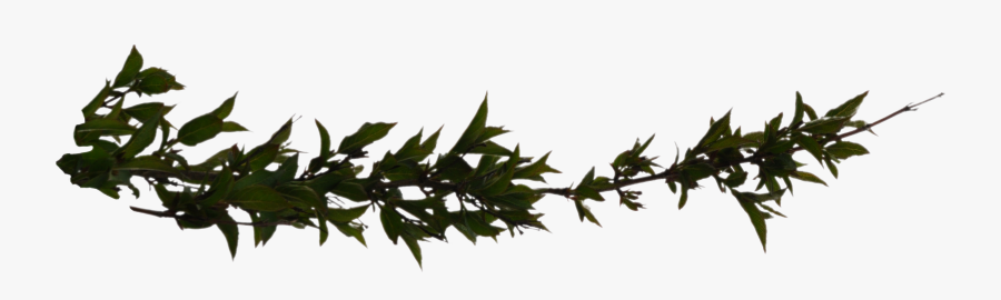 Download Branch Png Hd - Large Tree Branch Png, Transparent Clipart