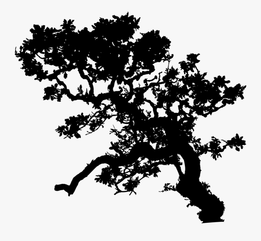 Photography - Tree Silhouette Branch Leaves, Transparent Clipart