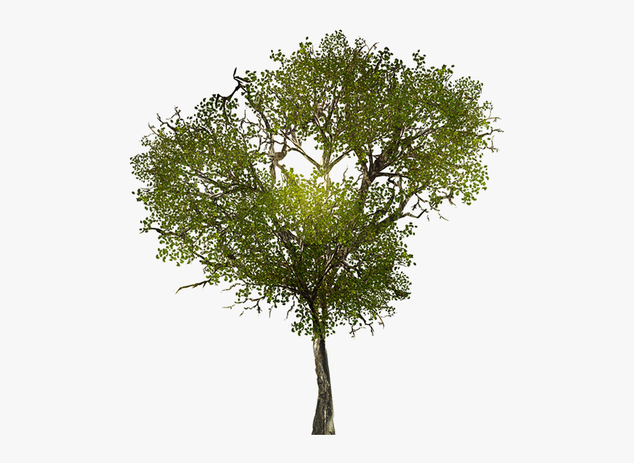 Transparent Tree Branches Png - Tree Png Texture, Transparent Clipart
