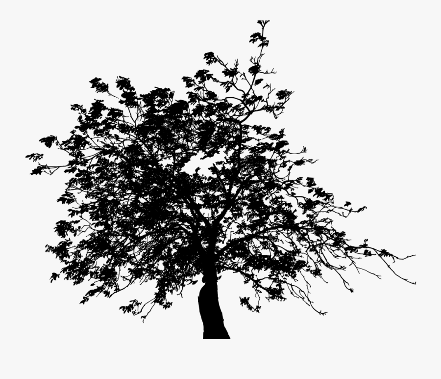 Detailed Tree Silhouette Ii - Tree Silhouette Leaves Png, Transparent Clipart