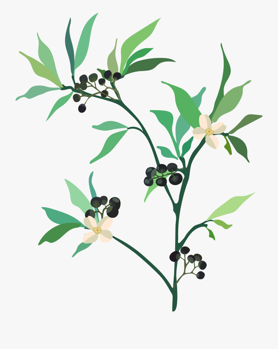 Flowers And Plants To Sketch, Transparent Clipart