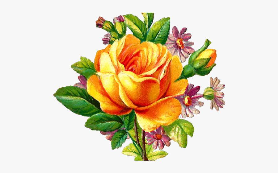 Rose, Transparent Clipart