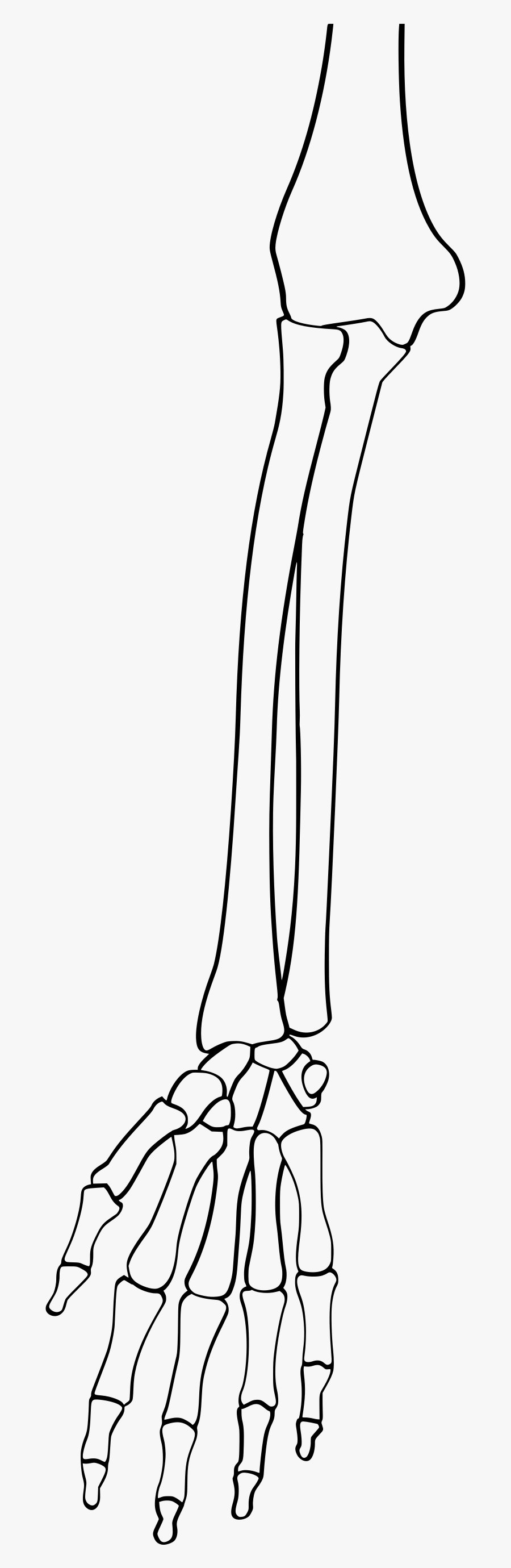 Transparent Muscular Arm Clipart - Line Art, Transparent Clipart