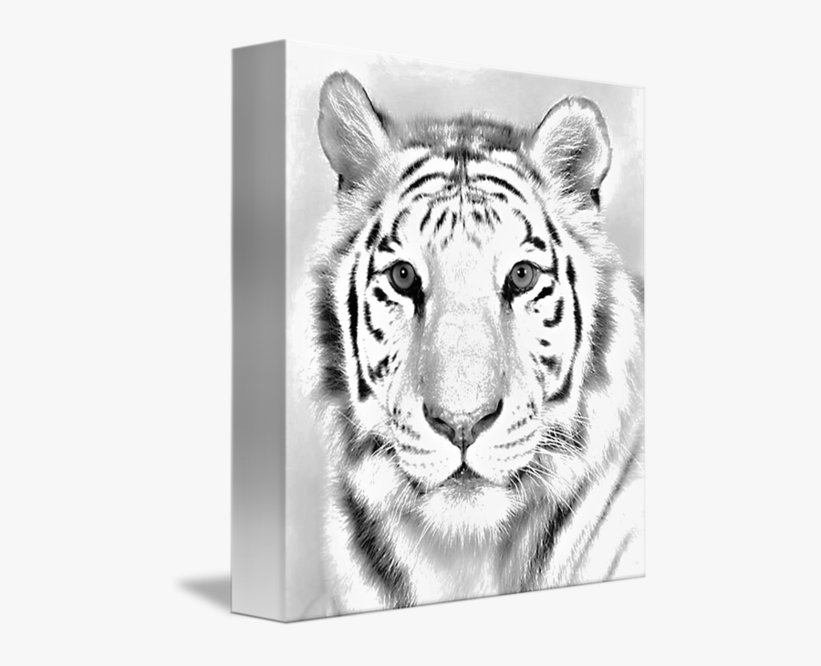 Tigers Drawing Charcoal - Line Drawing Of Tiger Face, Transparent Clipart