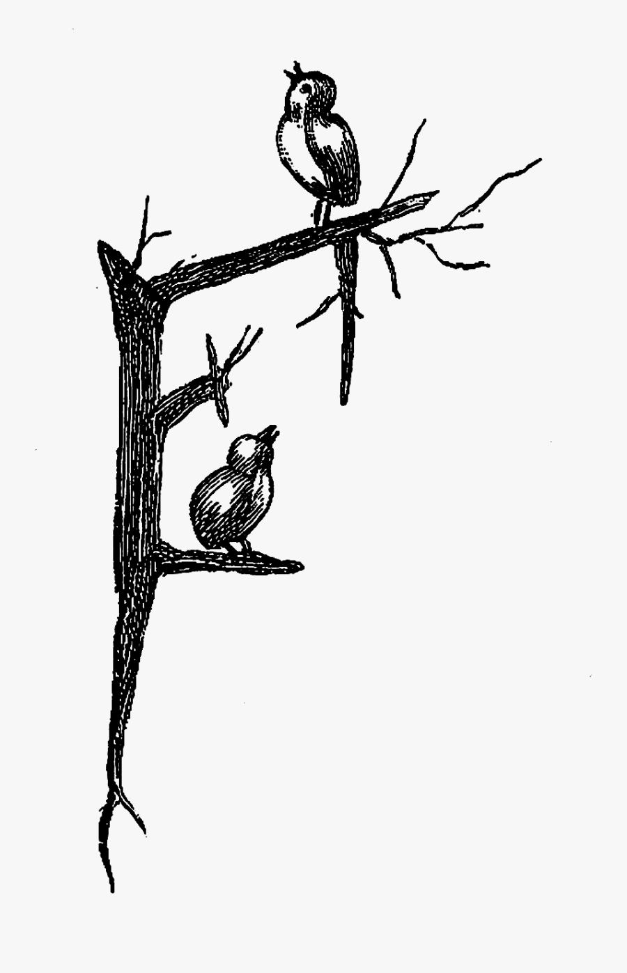 Bird On Tree Pencil Sketch, Transparent Clipart