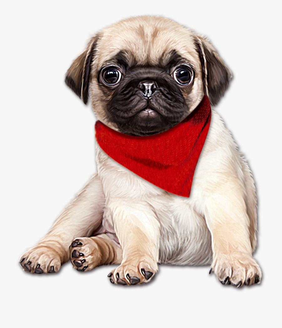 Pug Png, Transparent Clipart