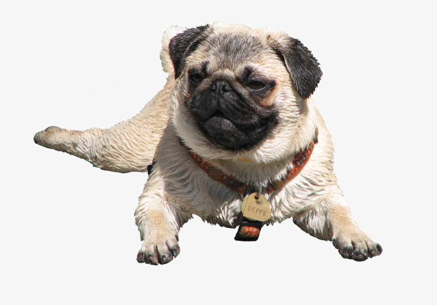 Clip Art Collection Free Transparent Pug - Pug Png, Transparent Clipart