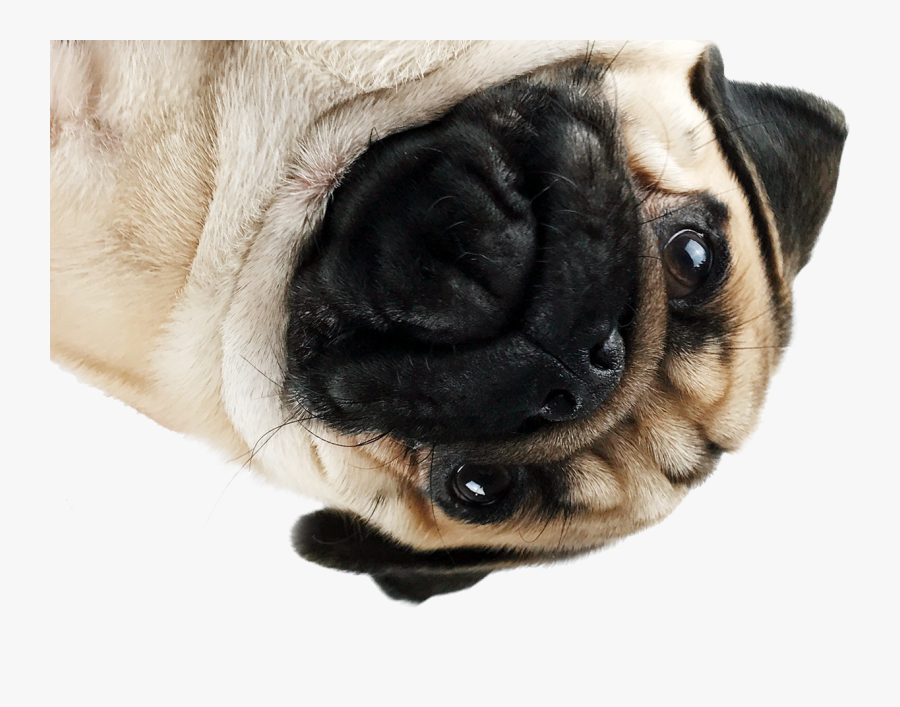 Png Pug - Pugs - Pug Png, Transparent Clipart