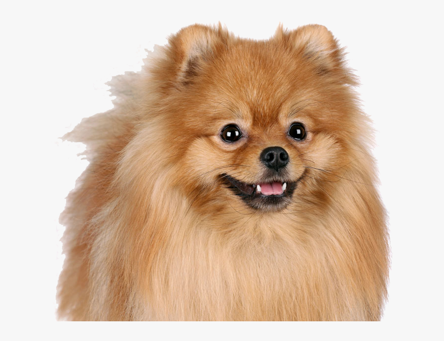 Clip Art Pomeranian Siberian Puppy Dog - Cute Puppy Transparent Background, Transparent Clipart