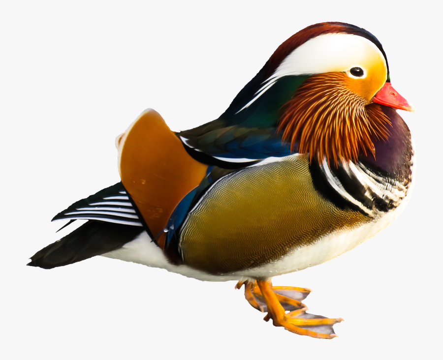 Animal, Duck, Water Bird, Mandarin Ducks, Colorful, - Mandarin Duck Png, Transparent Clipart