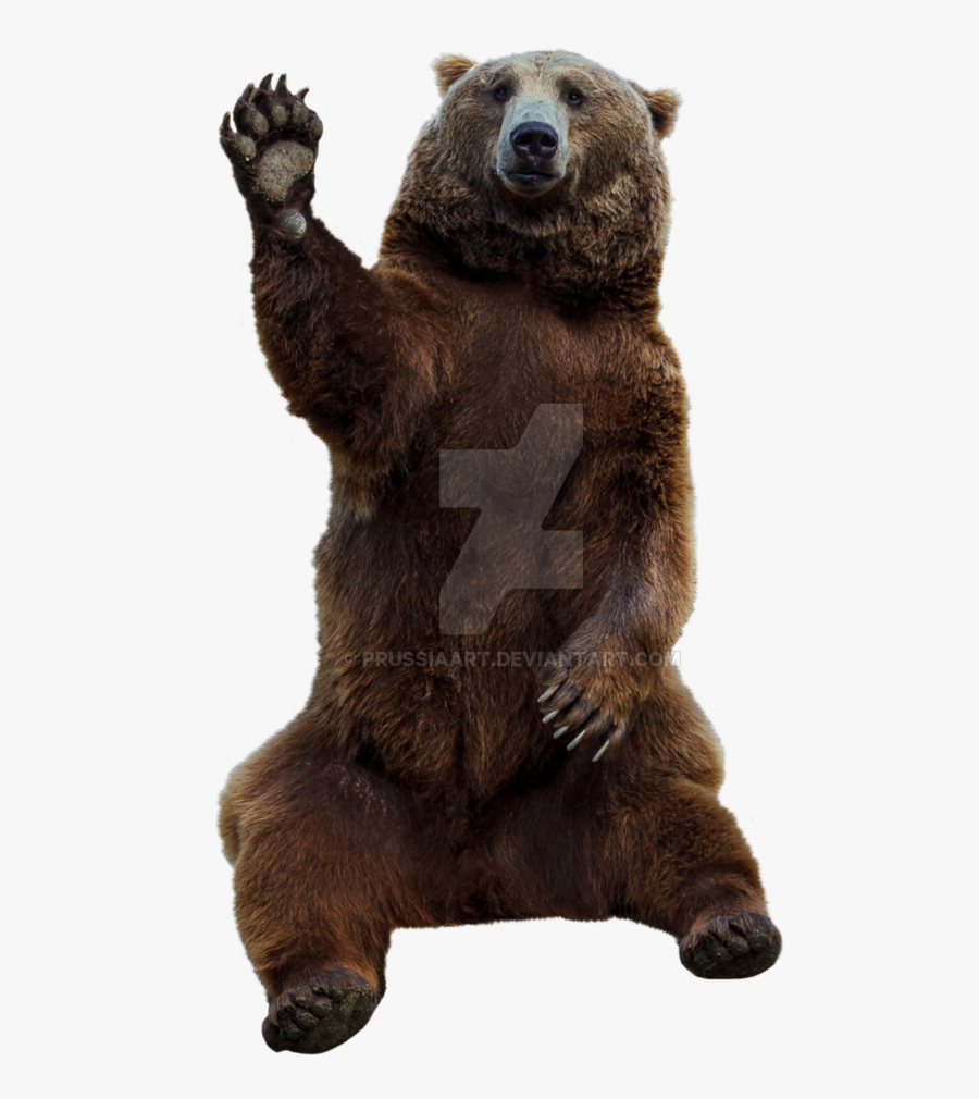 Transparent Grizzly Bear Png - Bear With No Background, Transparent Clipart