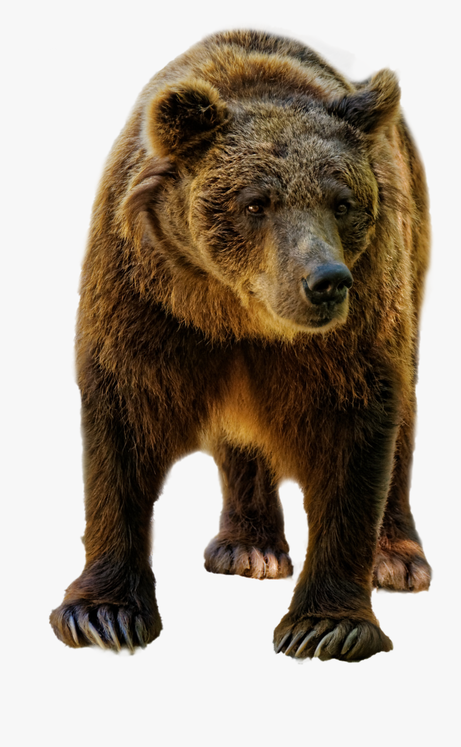 Bear Photo White Background, Transparent Clipart