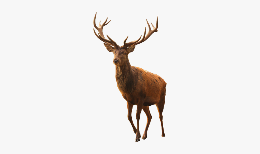 Ftestickers Deer Buck Antlers Freetoedit - Said Dagdeviren, Transparent Clipart