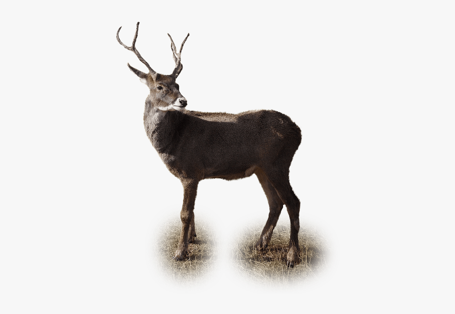 Reindeer Deer Ciervo Venado Animal - 2nd Grade Passage With Nonfiction Features, Transparent Clipart