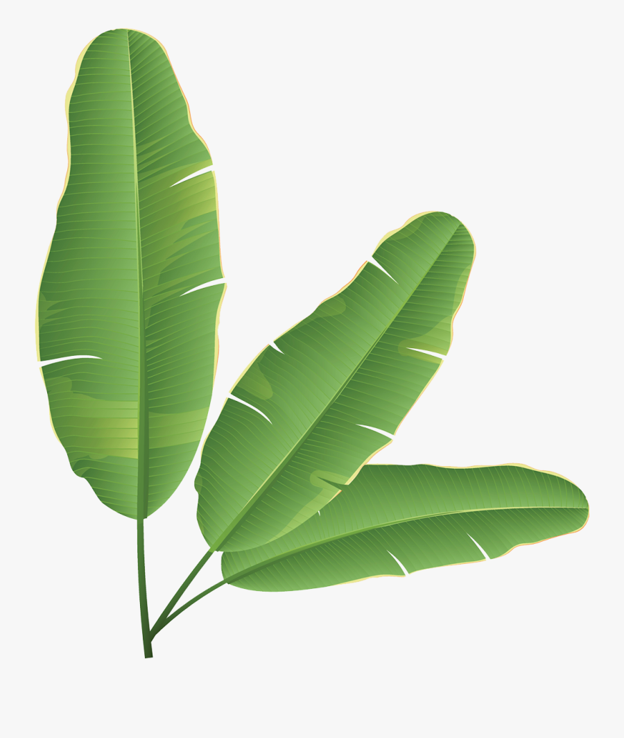 Banana Leaf Banana Bread Clip Art - Folha De Bananeira Desenho, Transparent Clipart