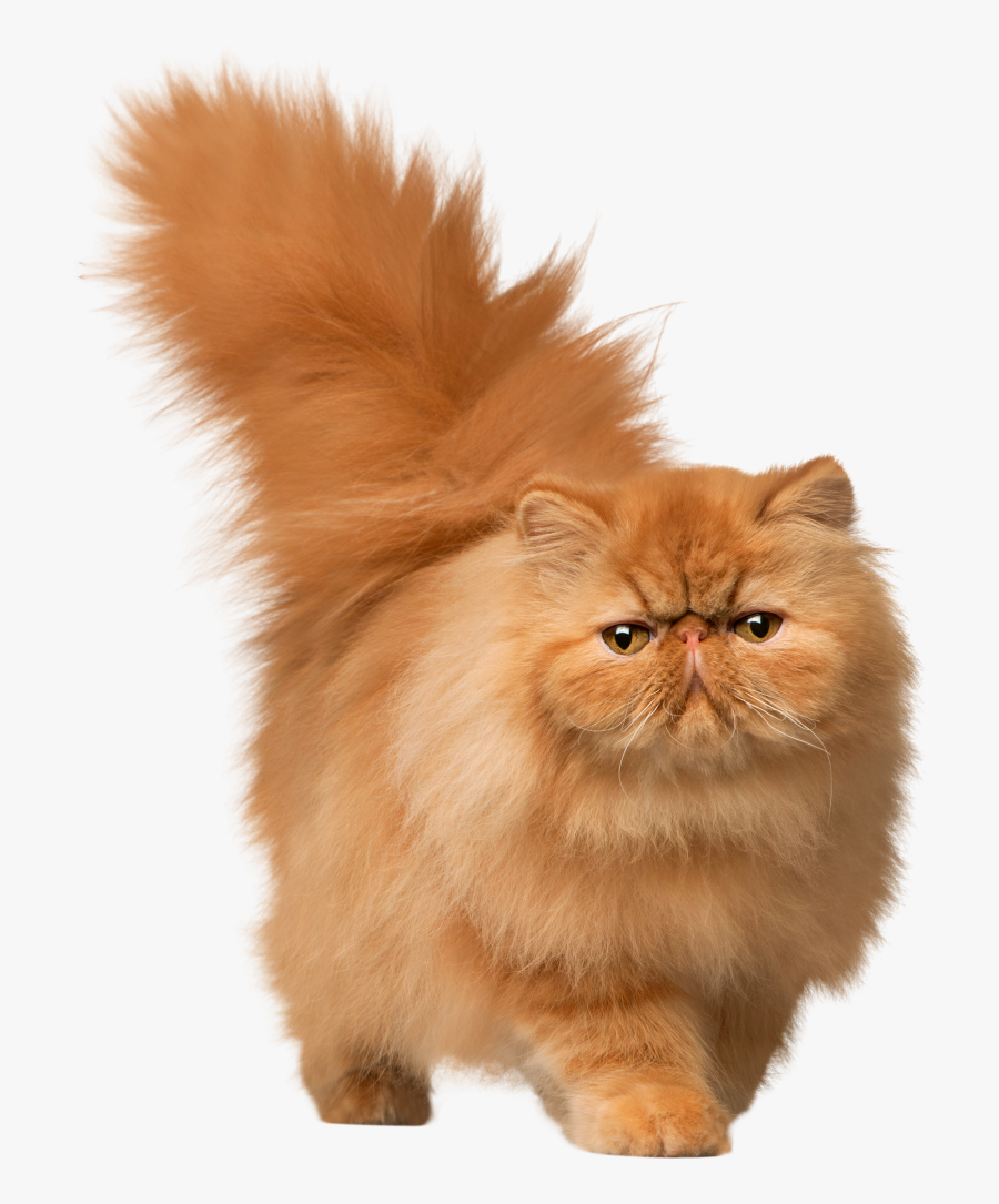 Clip Art Cat Png Images Peoplepng - Transparent Background Cats Png, Transparent Clipart