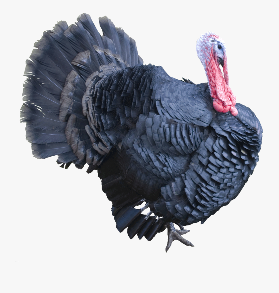 Clipart Turkey Side View - فروش بوقلمون محلی, Transparent Clipart