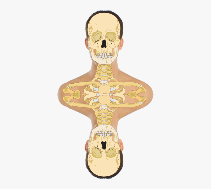 Dubhead - Sistema Oseo Png, Transparent Clipart