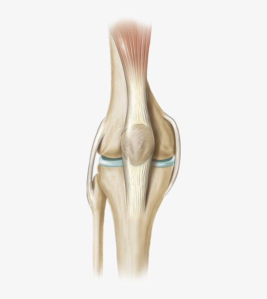 Knee Joint Png, Transparent Clipart