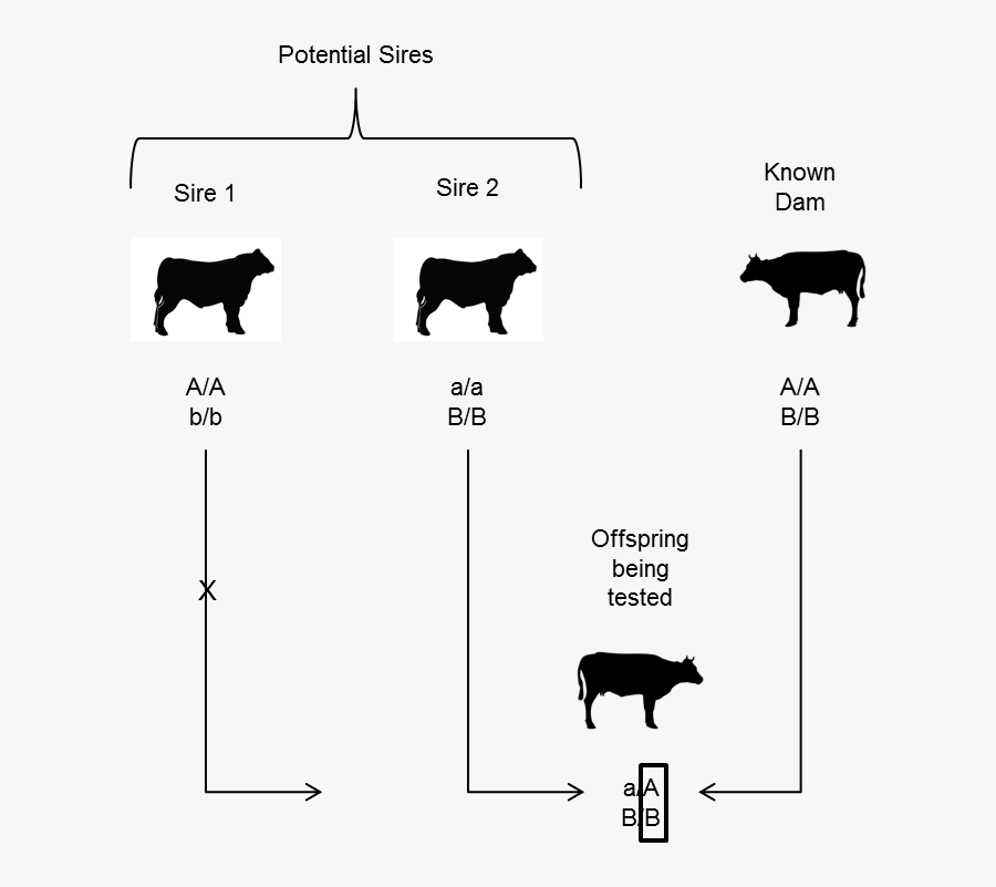 Figure Depicting An Example Of Sire Exclusion Using - Dairy Cow, Transparent Clipart