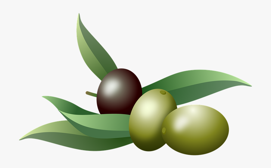 Olives, Oil, Fruits, Olive Tree, Branch, Nature, Plants - Olive, Transparent Clipart