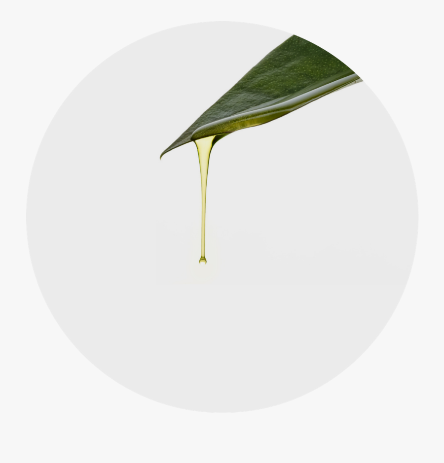 Circle, Transparent Clipart