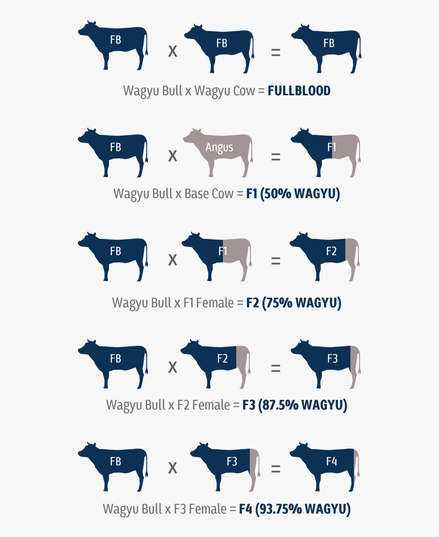 Graphic-10 - Full Blood Wagyu, Transparent Clipart