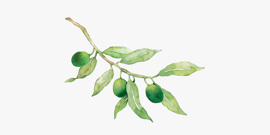 Russian Olive, Transparent Clipart