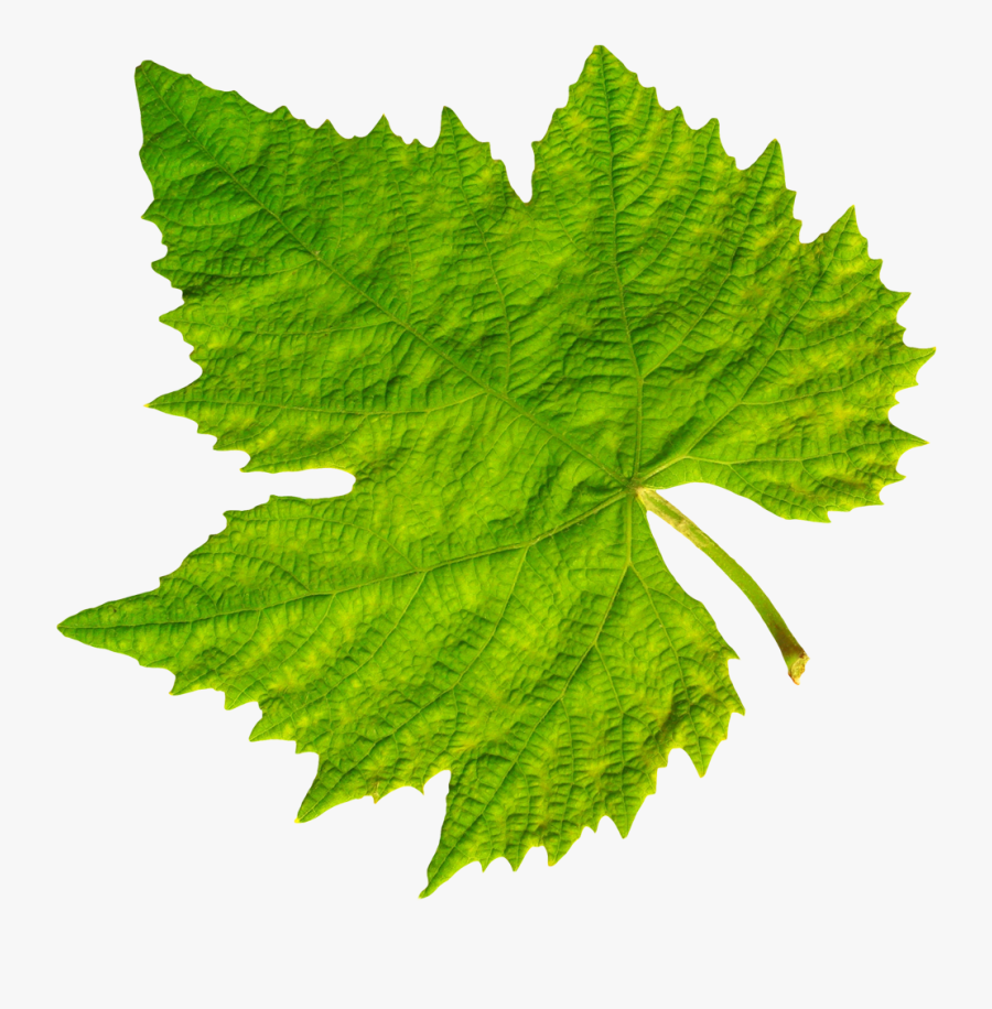 Grape Transparent Leave Png - Grape Leaf Png, Transparent Clipart