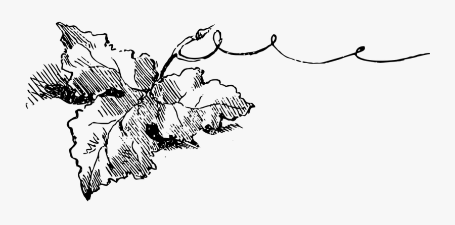 Grape Leaf, Grape, Leaf, Nature, Vine, Leaves, Garden - Folha De Videira Desenho, Transparent Clipart